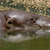 ippopotamo · piscina · acqua · erba · natura · animale - foto d'archivio © michaklootwijk