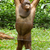 orangutan · Vietnam · borneo · scimmia · protezione · posa - foto d'archivio © michaklootwijk