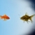 Two Goldfish fish in a polluted zone stock photo © mikdam