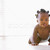 Baby crawling indoors stock photo © monkey_business