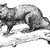 Possum, vintage engraving. stock photo © Morphart