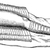 Bein · teilweise · Verband · Jahrgang · Gravur · graviert - stock foto © Morphart