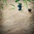 măsline · ramură · vară · măsline · natură - imagine de stoc © mythja