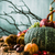 najaar · vruchten · dankzegging · seizoen- · natuur · hout - stockfoto © mythja