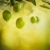 măsline · proiect · vară · proaspăt · măsline · ramură - imagine de stoc © mythja
