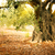 古い · オリーブの木 · 地中海 · オリーブ · フィールド · 準備 - ストックフォト © mythja