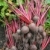 raiz · de · beterraba · colheita · primeiro · orgânico · terra · alimentação - foto stock © naffarts