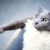 ロシア · 青 · 猫 · スタジオ · 肖像 · 目 - ストックフォト © nailiaschwarz