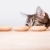 Katze · Würstchen · neugierig · Tabelle · Essen · Küche - stock foto © nailiaschwarz