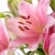 roze · lelies · dauw · druppels · geïsoleerd · witte - stockfoto © nailiaschwarz