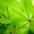 vers · groene · bladeren · groene · bladeren · voorjaar · zachte - stockfoto © nailiaschwarz