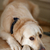 golden · retriever · studio · portret · mooie · gouden · hond - stockfoto © nailiaschwarz
