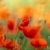 赤 · トウモロコシ · ケシ · 花 · フィールド · 空 - ストックフォト © nailiaschwarz