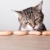 Katze · Würstchen · neugierig · Tabelle · Essen · Küche - stock foto © nailiaschwarz