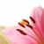 roze · lelies · geïsoleerd · witte · bloem - stockfoto © nailiaschwarz