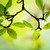 vers · groene · bladeren · voorjaar · boom · groene - stockfoto © nailiaschwarz