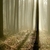 遅い · 秋 · 森林 · 夜明け · 日光 · 霧の - ストックフォト © nature78
