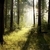 primavera · decidue · foresta · all'alba · luce · del · sole · misty - foto d'archivio © nature78