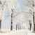 Country road among frosted trees stock photo © nature78