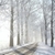 Country road among frosted trees stock photo © nature78