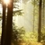 霧の · 落葉性の · 森林 · 夜明け · 日光 · 春 - ストックフォト © nature78