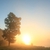 ива · дерево · рассвета · луговой · небе · закат - Сток-фото © nature78