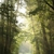 Spring forest on a foggy morning stock photo © nature78