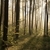 misty · primavera · foresta · all'alba · luce · del · sole · lussureggiante - foto d'archivio © nature78