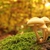 Mushrooms on a stump stock photo © nature78