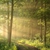 Spring forest on a foggy morning stock photo © nature78