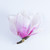 magnolie · flori · roz · floare · alb - imagine de stoc © neirfy