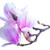 magnolia · flores · blanco · ramita · aislado - foto stock © neirfy