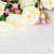 Pink and white blooming roses stock photo © neirfy