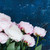 taze · mavi · pembe · çiçekler · karanlık · düğün - stok fotoğraf © neirfy