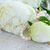 White peony flowers stock photo © neirfy
