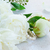 White peony flowers stock photo © neirfy