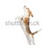 beagle · cane · isolato · bianco · sfondo · Vai - foto d'archivio © Nejron