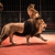 Gorgeous roaring lion walking on circus arena and lioness sitting stock photo © Nejron