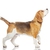 beagle · cane · isolato · bianco · sfondo · gambe - foto d'archivio © Nejron