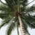 échelle · Palm · vue · accent · centre · sans · nuages - photo stock © newt96