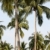ensoleillée · vacances · groupe · palmiers · accent · deux - photo stock © newt96