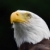 американский · лысые · орел · портрет · птица - Сток-фото © nialat