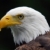 美國人 · 禿 · 老鷹 · 肖像 · 鳥 - 商業照片 © nialat