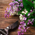 Буш · сирень · ароматный · ножницы · деревянный · стол · цветок - Сток-фото © nikolaydonetsk