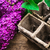 Bush may lilac and peat pot stock photo © nikolaydonetsk