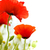 野花 · 罌粟 · 花卉 · 白 · 藝術 · 綠色 - 商業照片 © olivier_le_moal