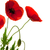 red poppies over white stock photo © olivier_le_moal