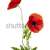 Papaver rhoeas, red poppies over white background with shadow and a hole stock photo © olivier_le_moal