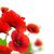 紅色 · 罌粟 · 花卉 · 白 · 邊境 - 商業照片 © olivier_le_moal