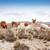 lamas in Andes,Mountains, Peru stock photo © Pakhnyushchyy